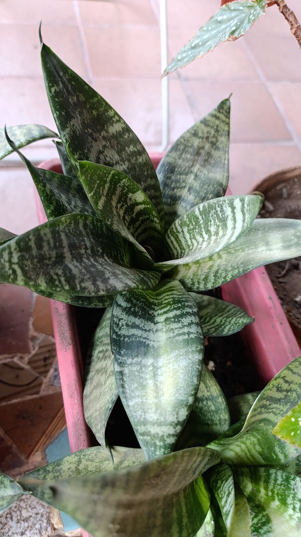 Identificação da planta Espadinha de São jorge por foto