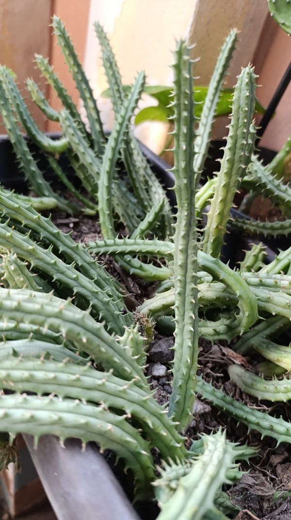 Identificação da planta Huernia por foto
