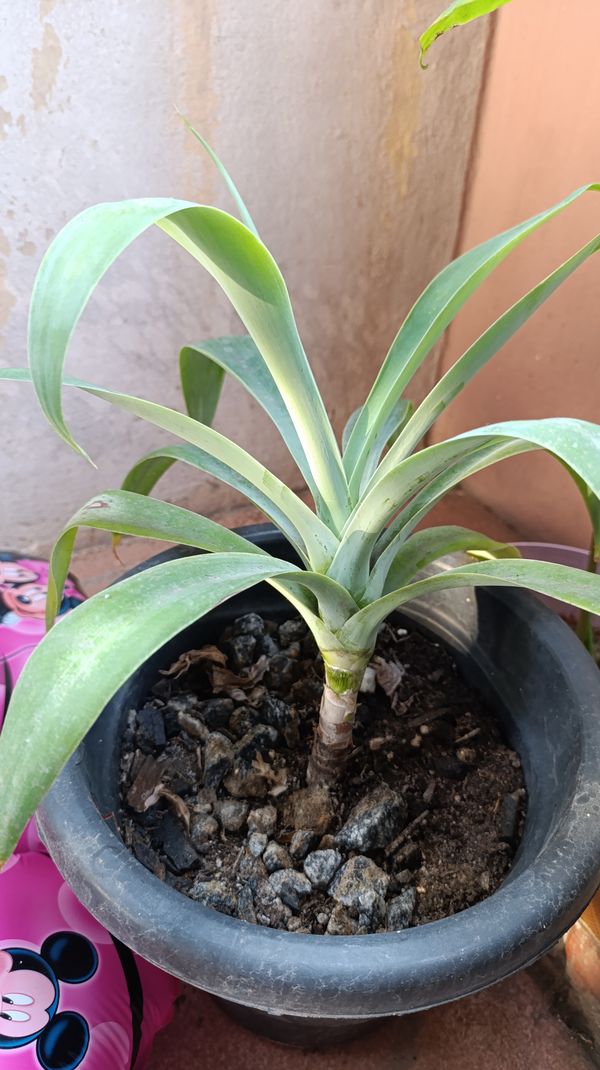 Identificação da planta Agave-dragão por foto