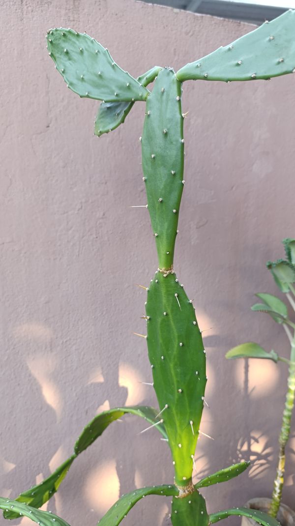 Identificação da planta Palma-de-cristo por foto