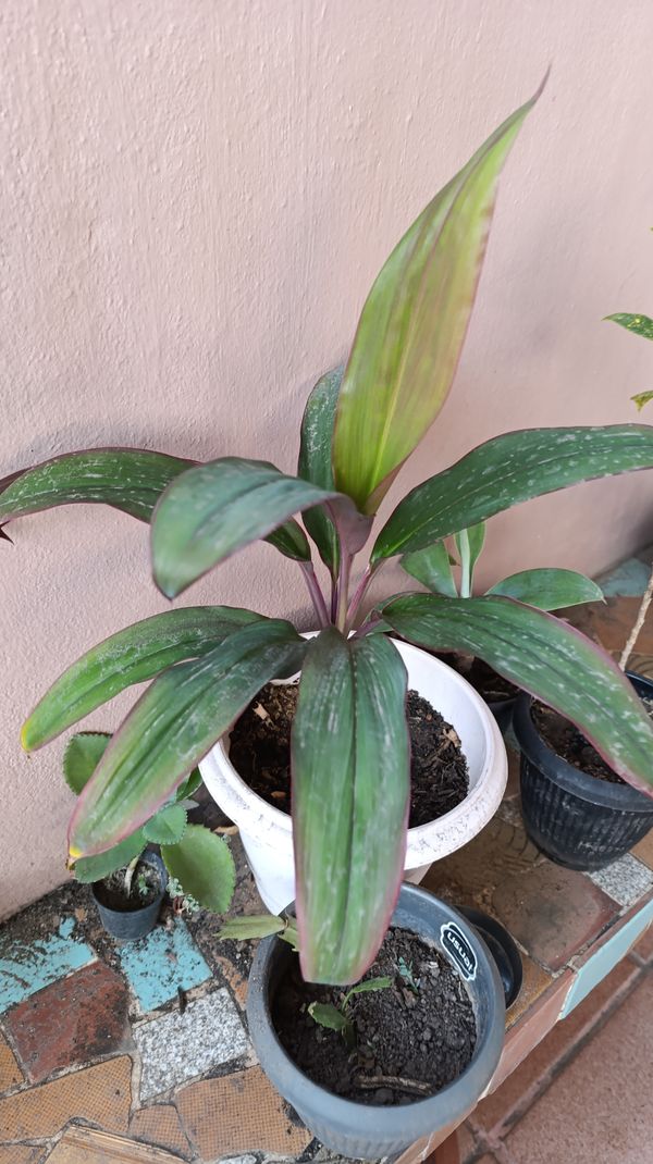 Identificação da planta Dracena por foto