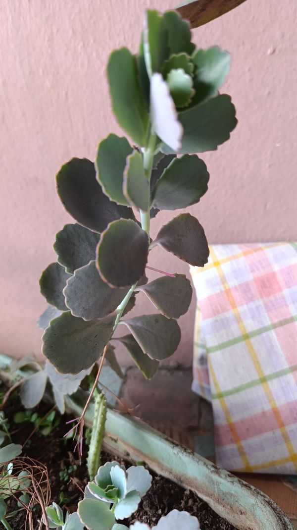Identificação da planta Planta-panda por foto