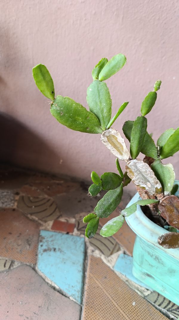 Identificação da planta Flor de maio por foto