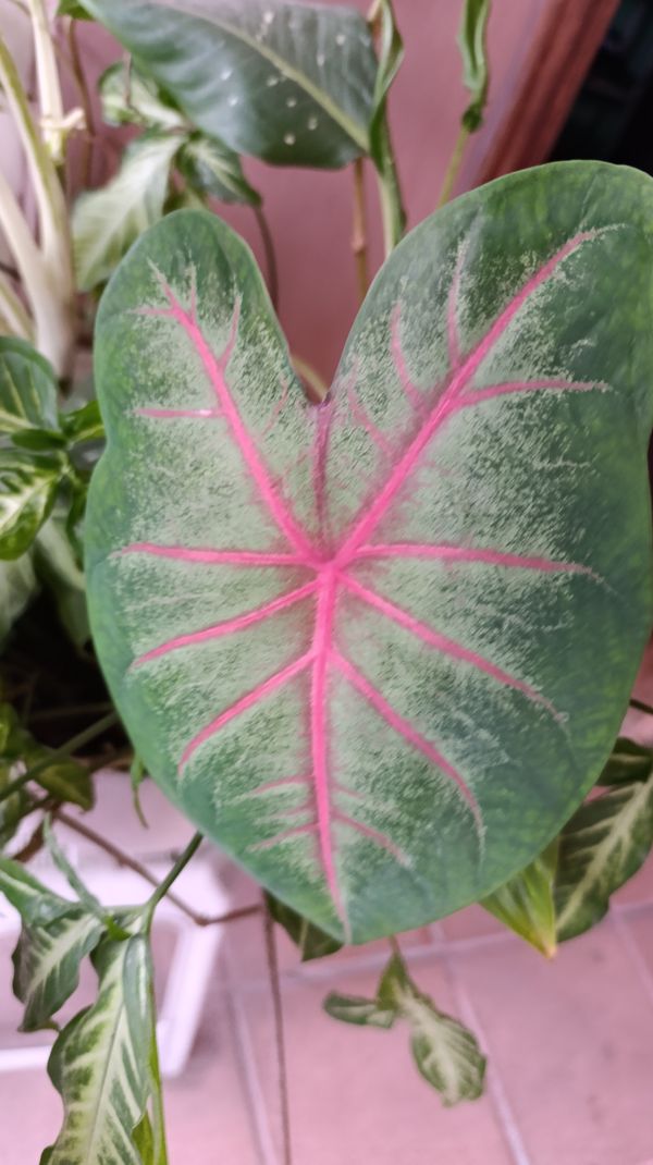 Identificação da planta Tinhorão por foto
