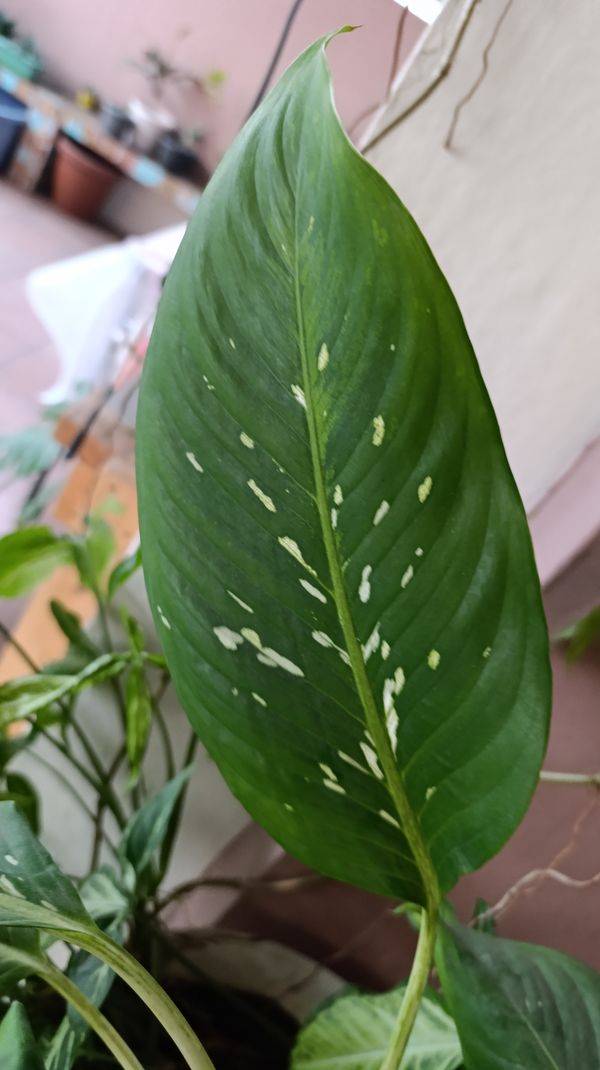 Identificação da planta Comigo ninguém pode por foto