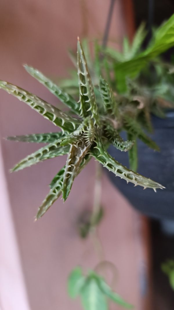 Identificação da planta Dente de tigre por foto