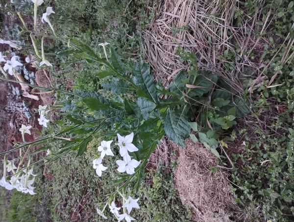 Identificação da planta Tabaco indígena por foto