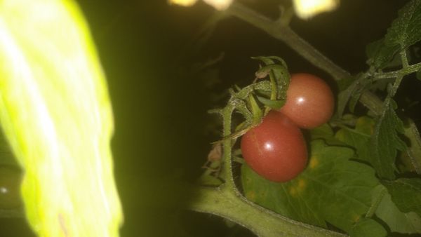 Identificação da planta Tomate por foto