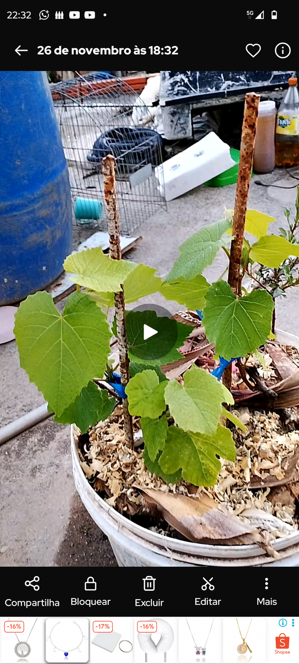 Identificação da planta Uva por foto