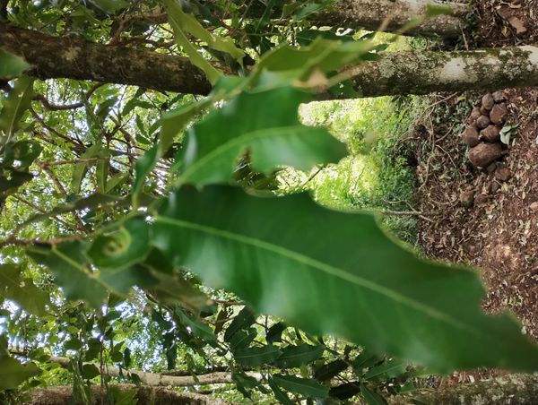 Identificação da planta Macadâmia por foto