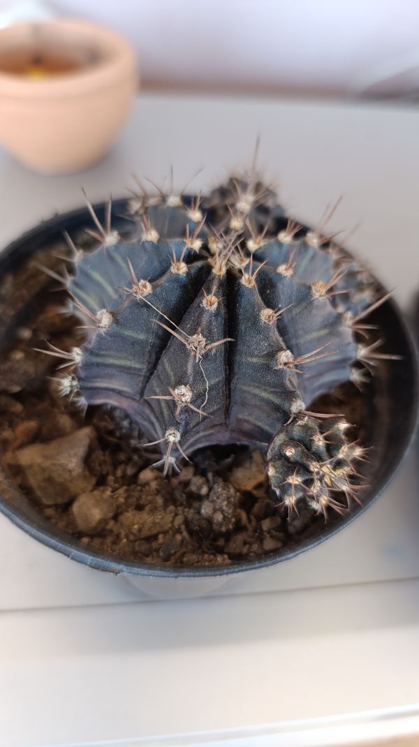 Identificação da planta Cacto-moon por foto