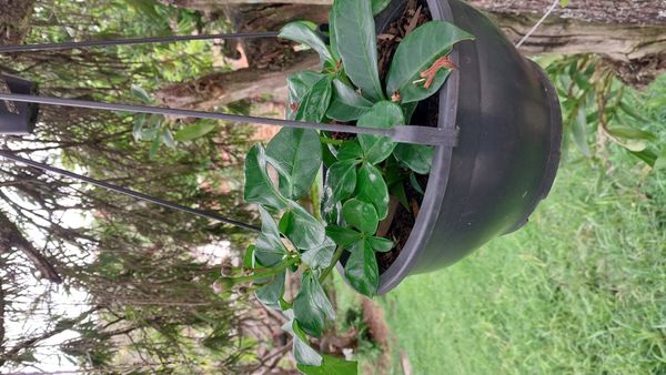 Identificação da planta Sete-léguas por foto