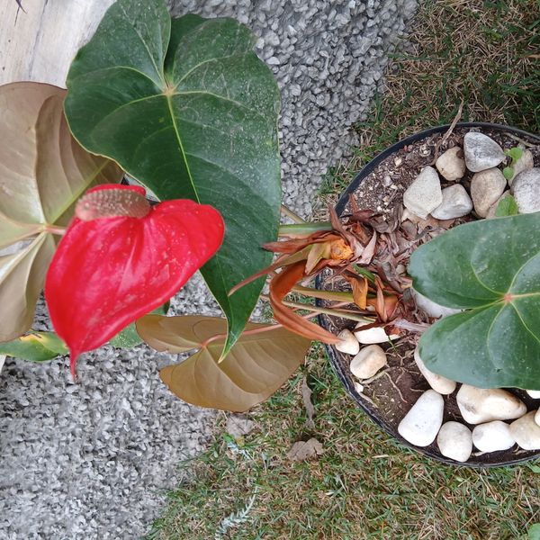 Identificação da planta Antúrio por foto