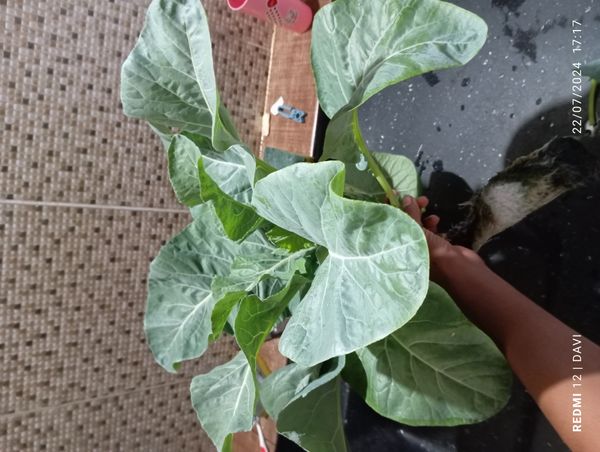 Identificação da planta Brócolis por foto