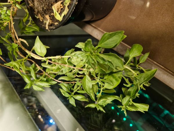 Identificação da planta Manjericão por foto