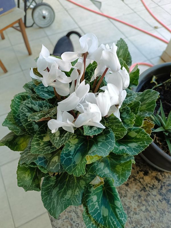 Identificação da planta Ciclame por foto