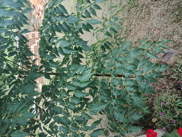 Identificação da planta Nim por foto