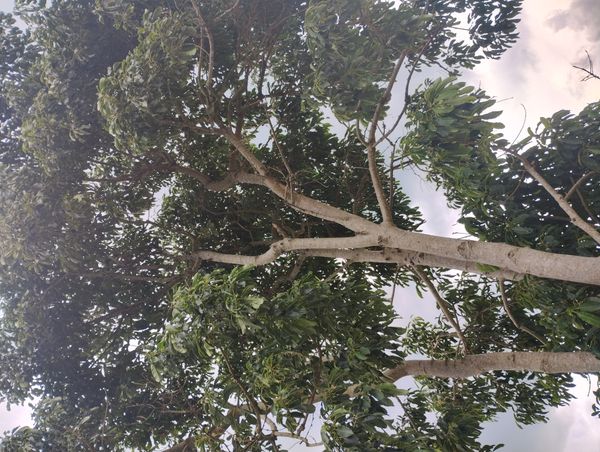 Identificação da planta Tajá por foto