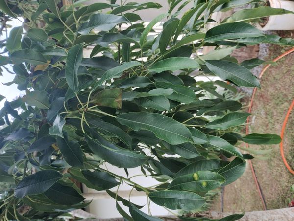 Identificação da planta Leiteiro por foto