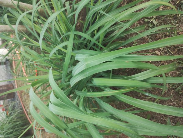 Identificação da planta Citronela por foto