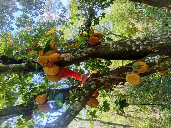 Identificação da planta Jaca por foto