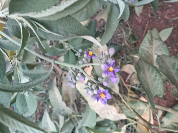 Identificação da planta Fumo-bravo por foto