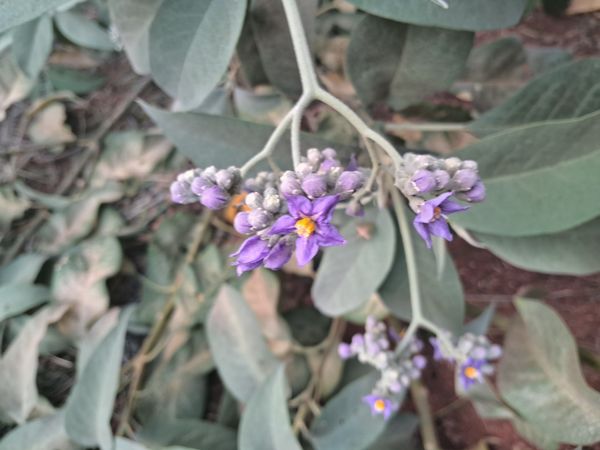 Identificação da planta Fumo-bravo por foto