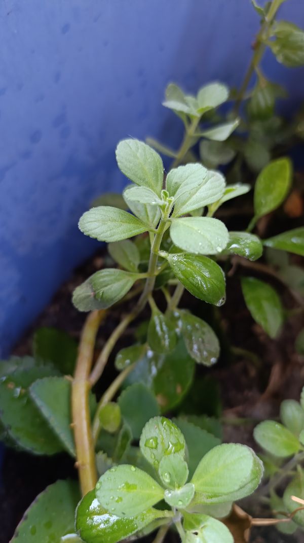 Identificação da planta Boldo chinês por foto