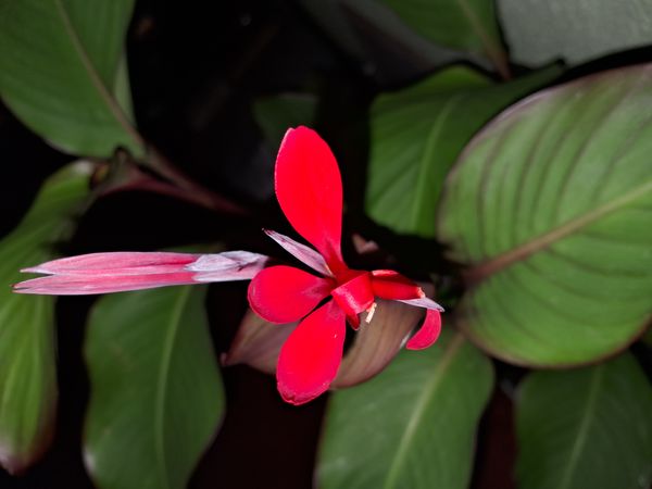 Identificação da planta Biri por foto