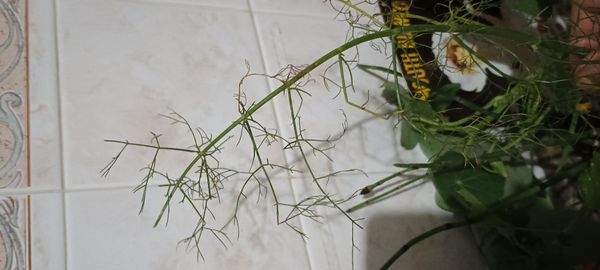 Identificação da planta Funcho por foto