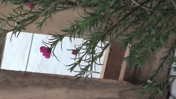 Identificação da planta Onze-horas por foto