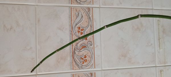 Identificação da planta Cavalinha por foto