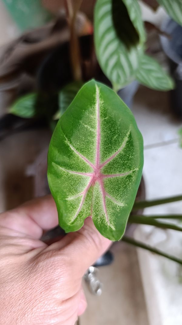Identificação da planta Tinhorão por foto