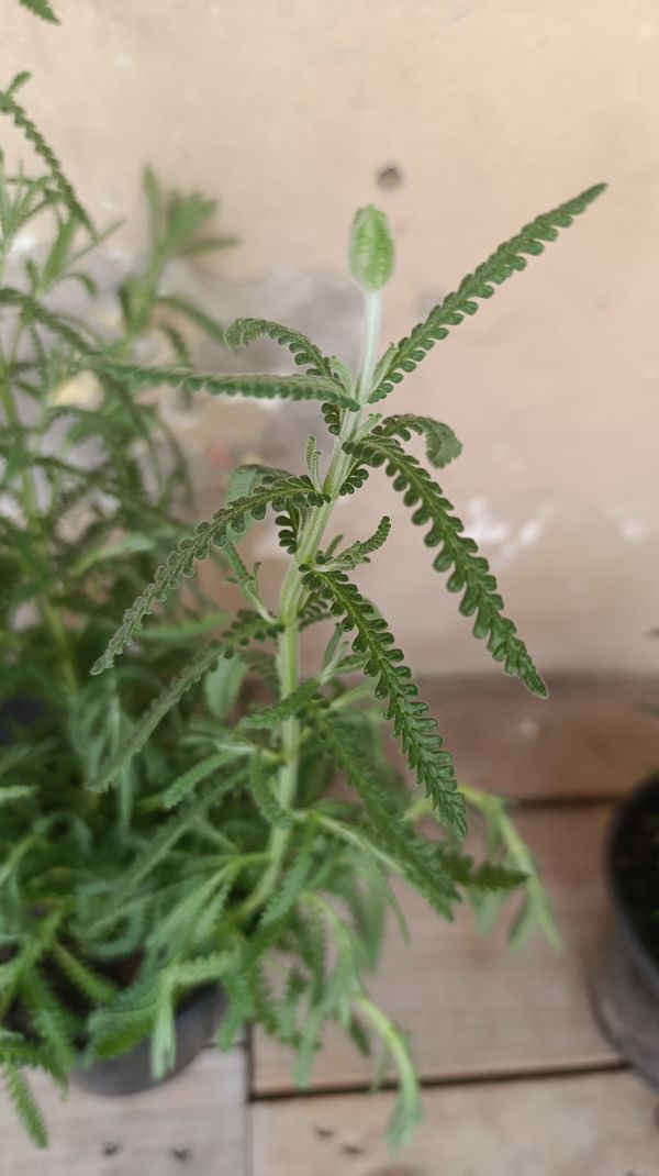 Identificação da planta Lavanda por foto