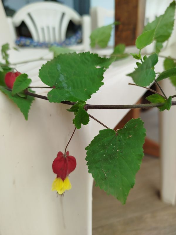 Identificação da planta Malvavisco por foto