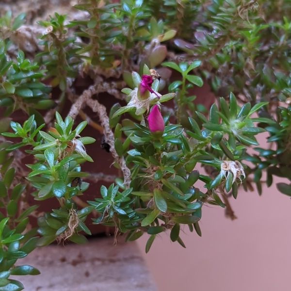 Identificação da planta Onze horas por foto