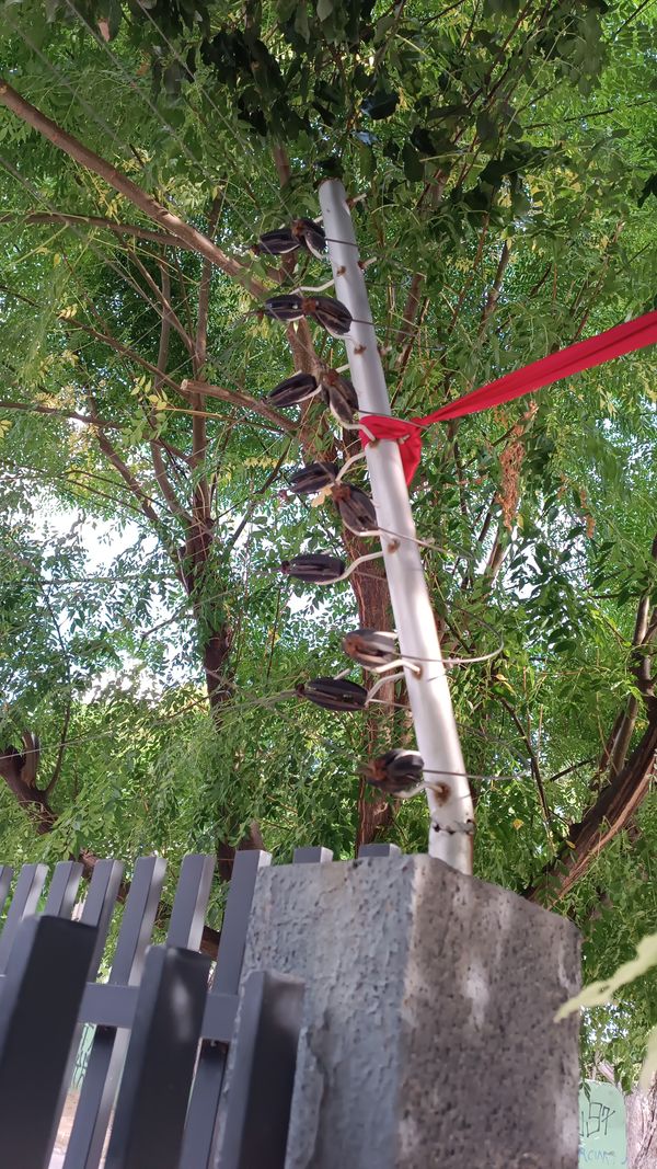Identificação da planta Corticeira por foto
