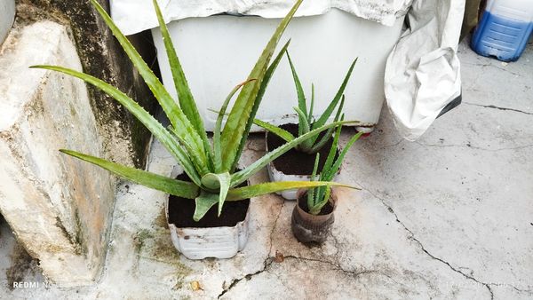 Identificação da planta Babosa por foto