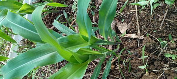 Identificação da planta Milho por foto