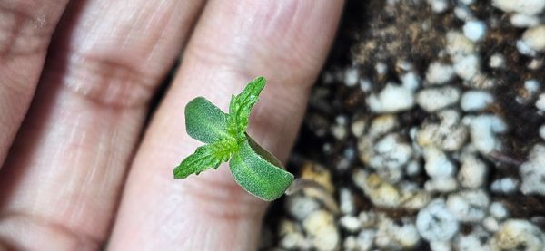 Identificação da planta Calêndula por foto