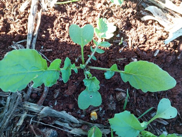 Identificação da planta Nabo-bravo por foto