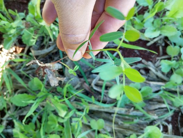 Identificação da planta Ervilhaca por foto