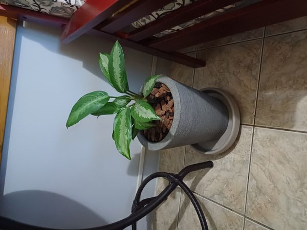 Identificação da planta Comigo-ninguém-pode por foto