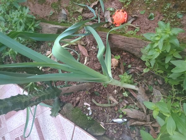 Identificação da planta Alho por foto