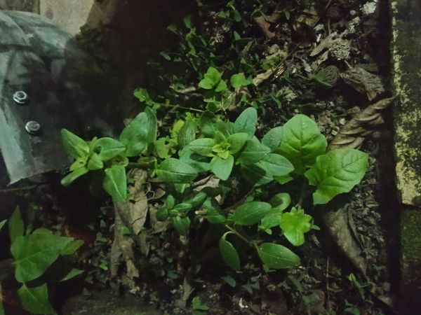Identificação da planta Verônica-d'água por foto
