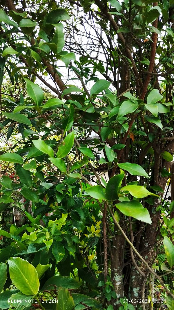 Identificação da planta Laranja Kinkan por foto