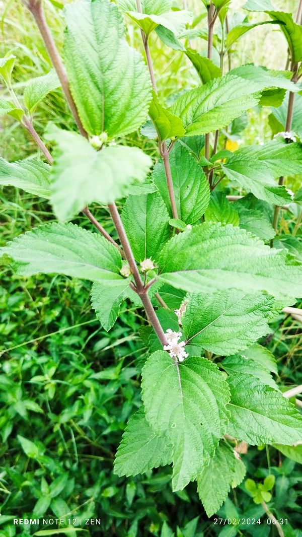 Identificação da planta Cidreira por foto