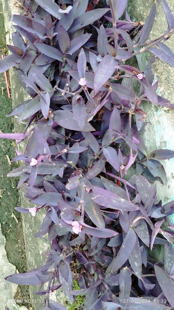 Identificação da planta Trapoeraba-roxa por foto