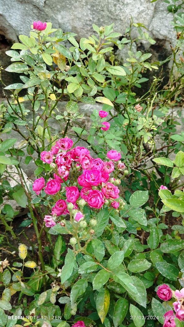 Identificação da planta Rosa Menina por foto