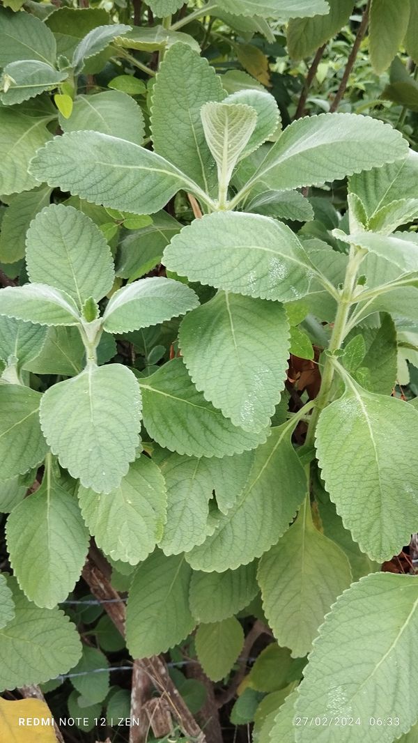 Identificação da planta Boldo por foto